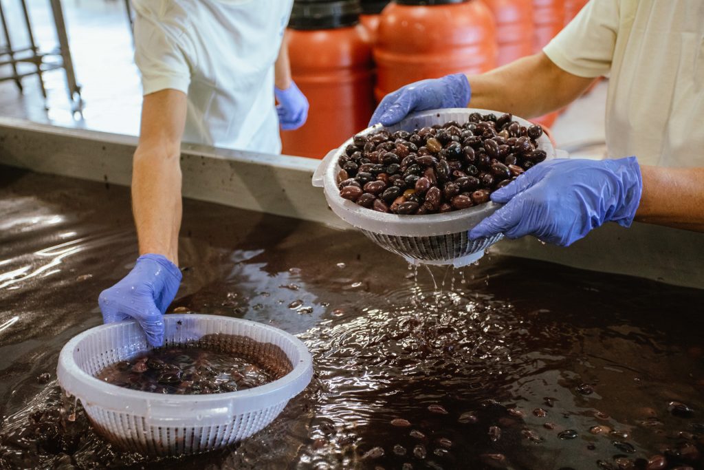 MANI Greek Gold Oliven werden über Monate in Salzlake fermentiert