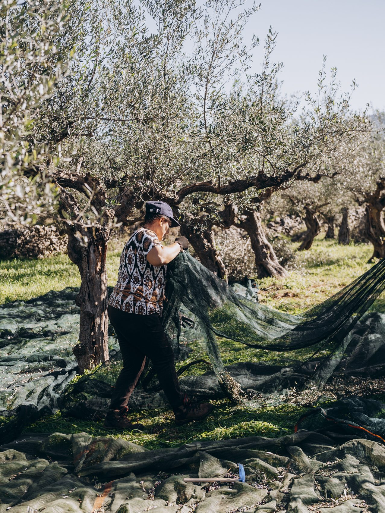 Olivenbäuerin bei der Ernte im Olivenhain