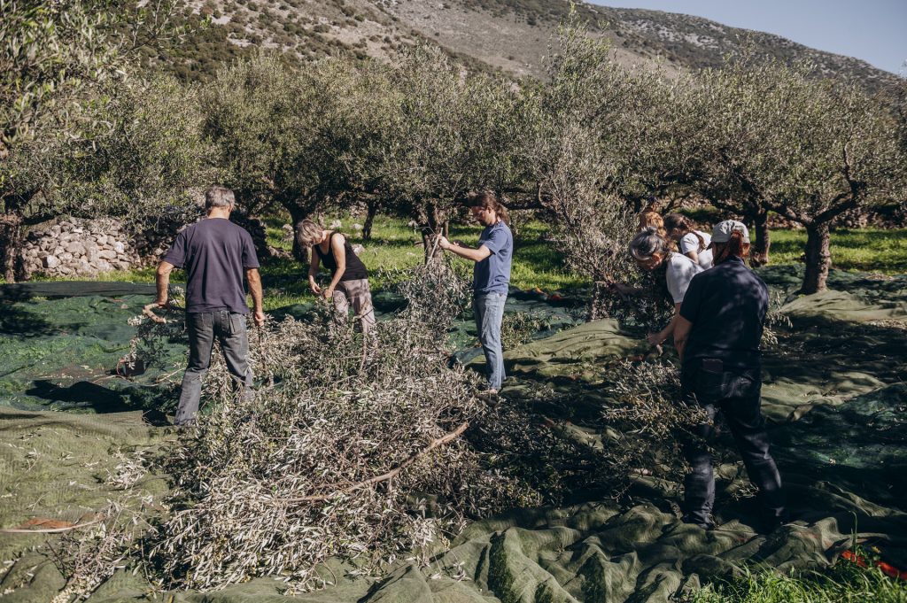 Olivenernte in der Mani mit DarlehensgeberInnen