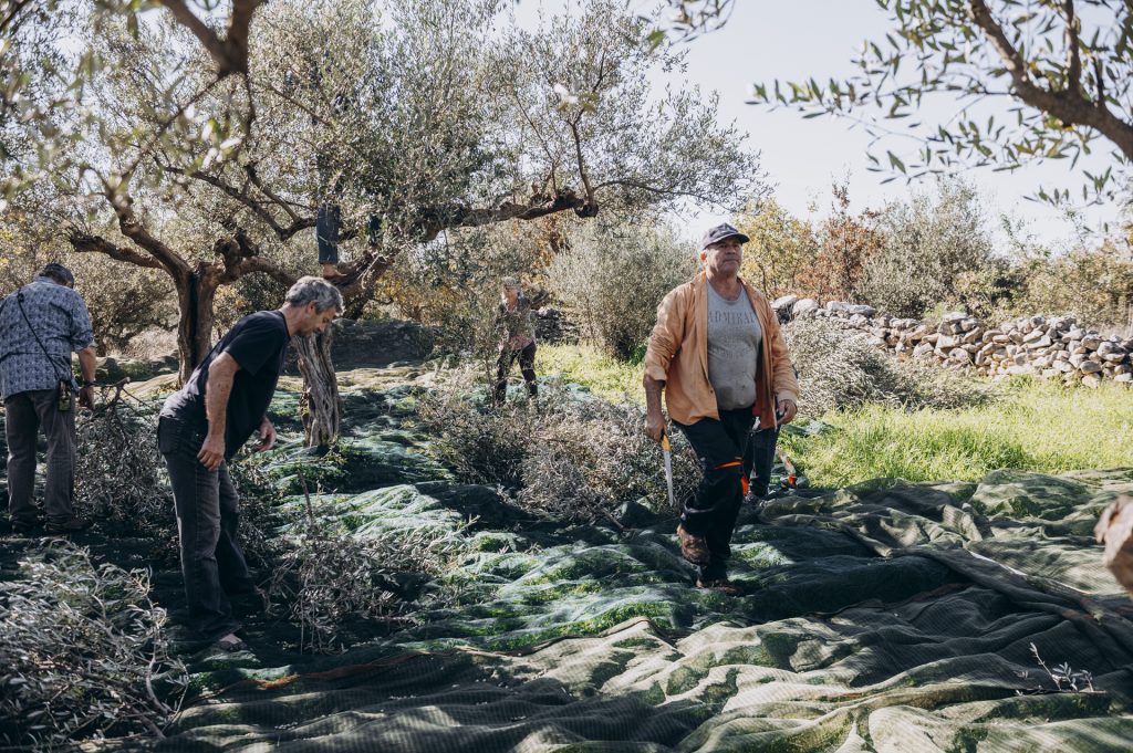 Olivenbauern bei der Ernte in Griechenland