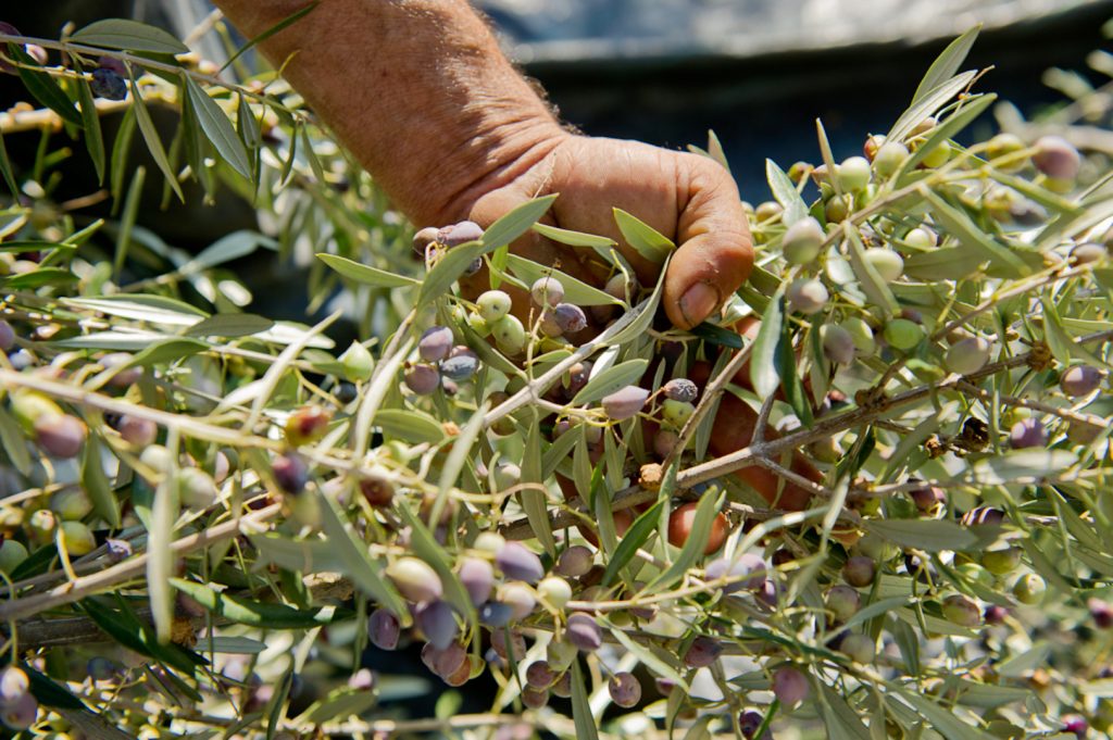 Hand hält Olivenzweige