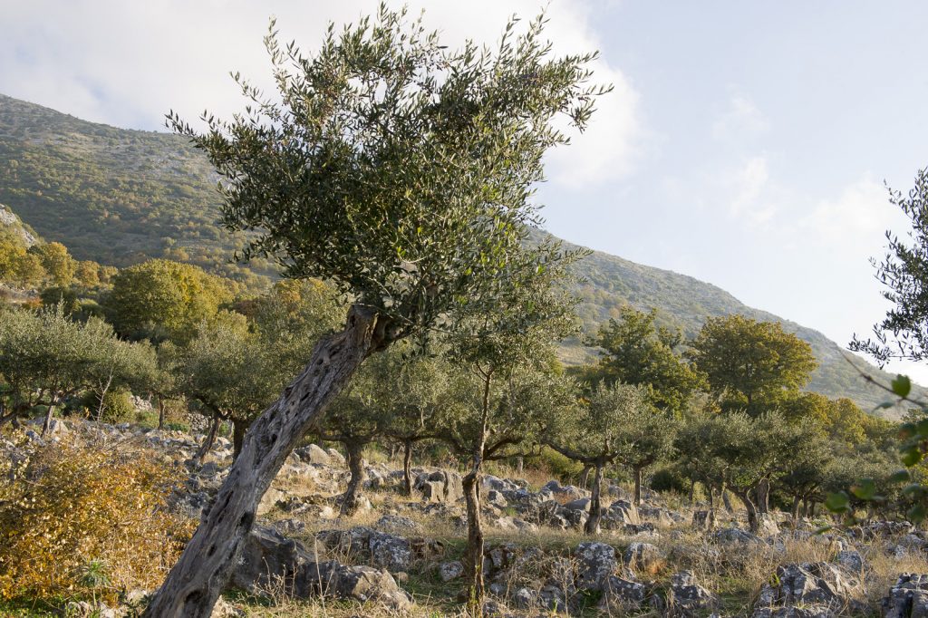 Olivenhain in der Mani